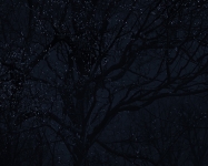 Full moon is pulling the leaves out